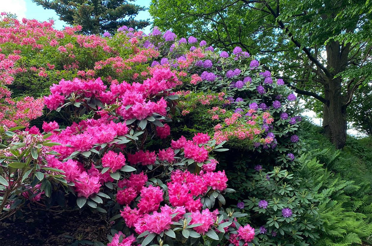 uprawa rododendronów