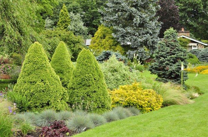 rozmnażanie iglaków