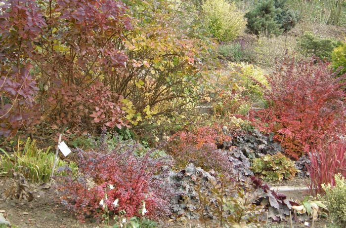 Kolorowe liście w listopadzie