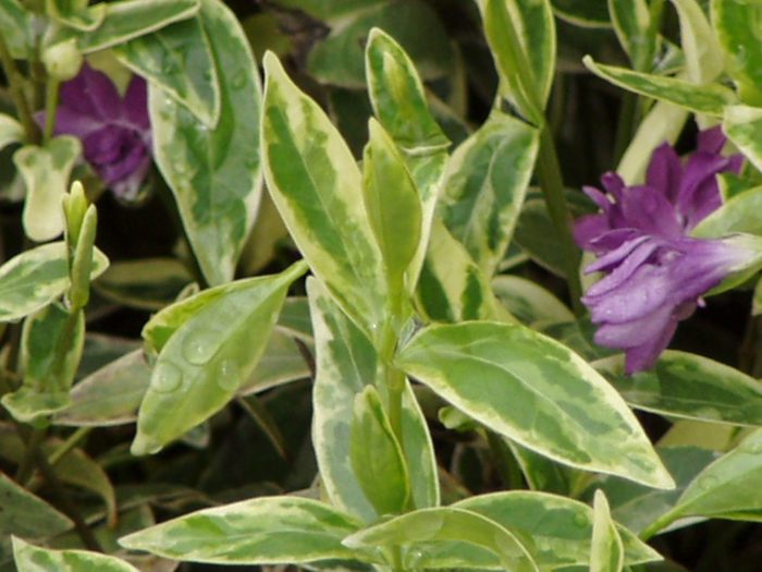 Barwinek mniejszy 'Argenteovariegata'