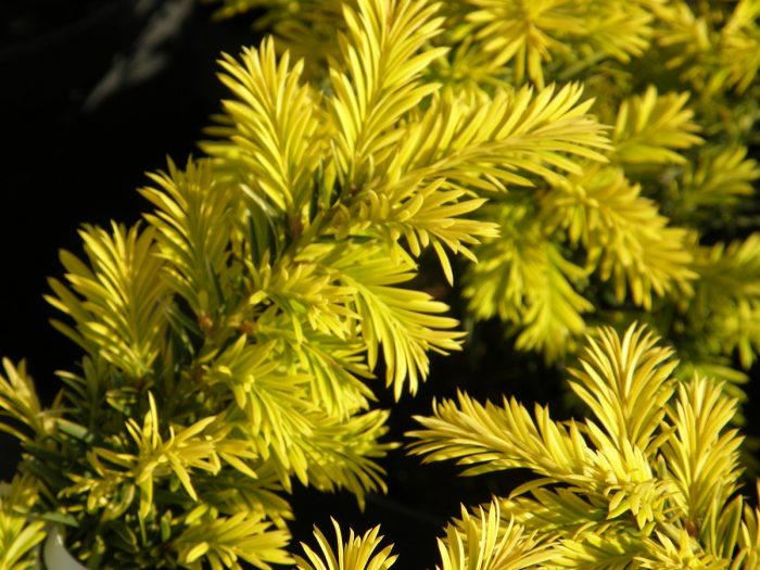 Cis japonski 'Aurescens'