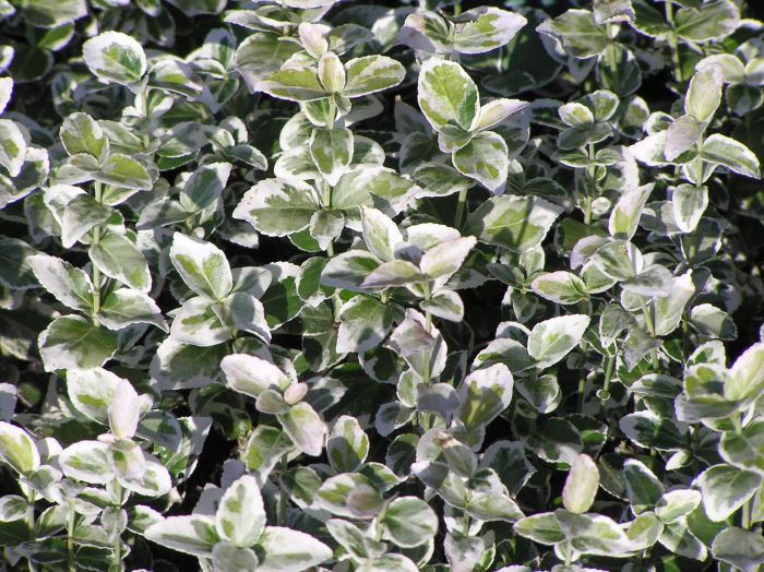 Trzmielina 'Silver Qeen'