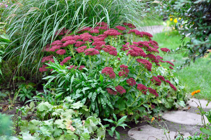 Najlepsze byliny do ogrodu, cudowny świat bylin